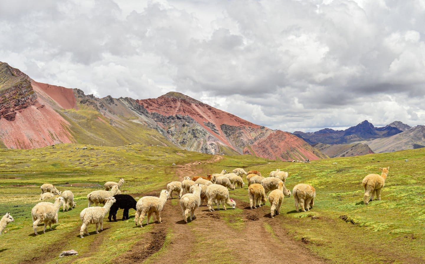 Guard Canines Offer protection to Sheep From Prowling Puma In First Of Its Sort Pictures